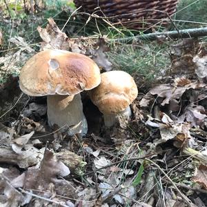 King Bolete