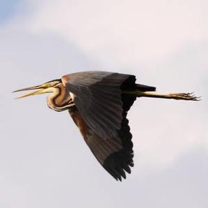 Purple Heron