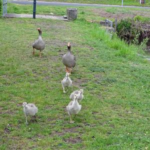 Greylag Goose