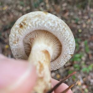 Poison Paxillus