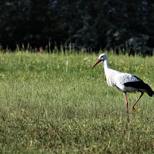 White Stork