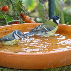 Blue Tit