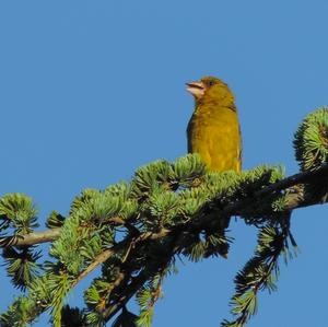 European Greenfinch