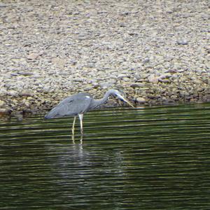 Grey Heron