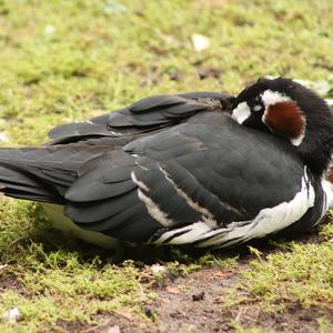 Red-breasted Goose