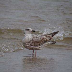 Great Black-backed Gull