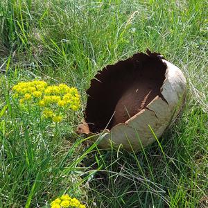 Giant Puffball