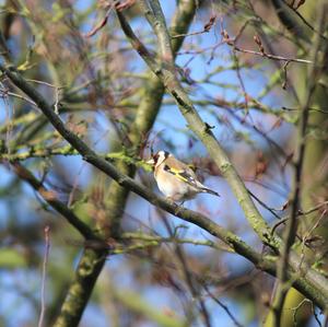 European Goldfinch