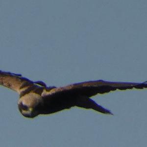 Western Marsh-harrier