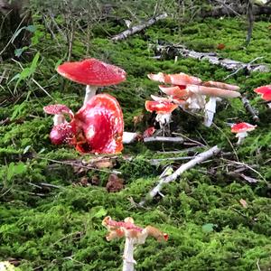 Fly Agaric