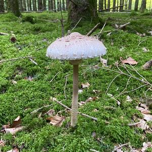 Parasol Mushroom