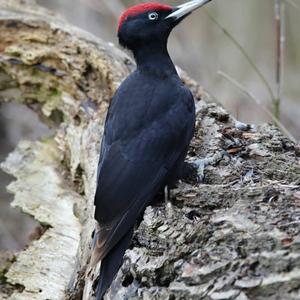 Black woodpecker