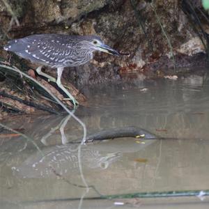 Striated Heron