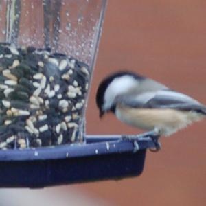 Black-capped Chickadee