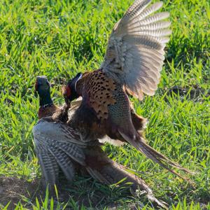 Common Pheasant