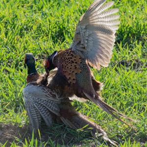 Common Pheasant