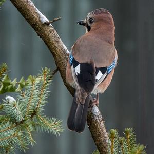 Eurasian Jay