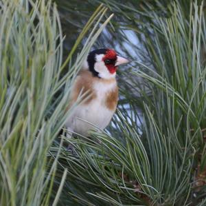 European Goldfinch