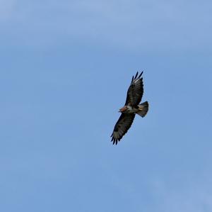 Common Buzzard