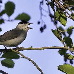 Blackcap