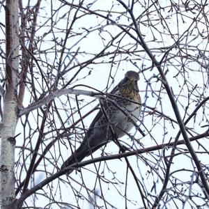 Fieldfare