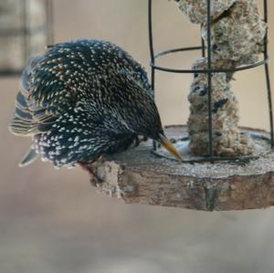 Common Starling