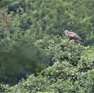 Common Buzzard