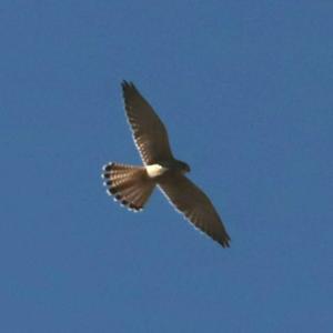 Common Kestrel