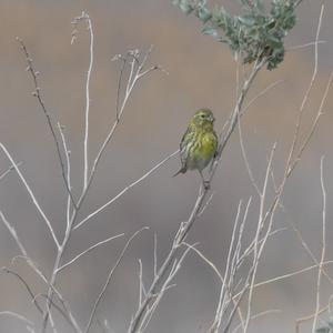 European Serin