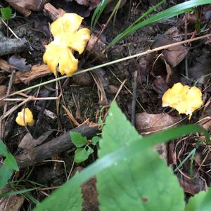 Chanterelle, Common