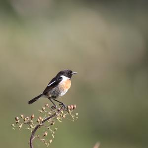 European stonechat