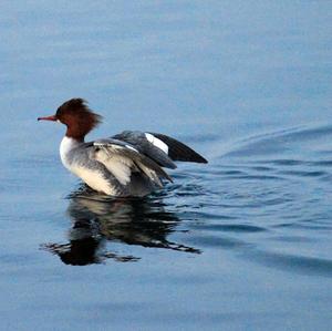 Common Merganser