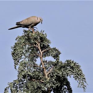 Eurasian Collared-dove