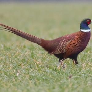 Common Pheasant