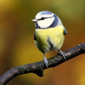 Blue Tit