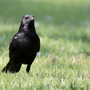 Carrion Crow