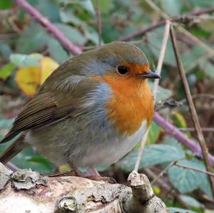 European Robin