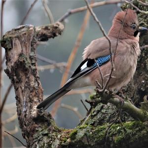 Eurasian Jay