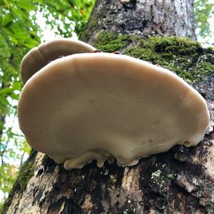 Resinous Polypore