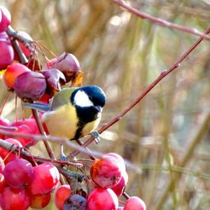 Great Tit