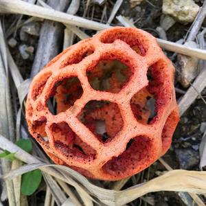 Red Cage Fungus