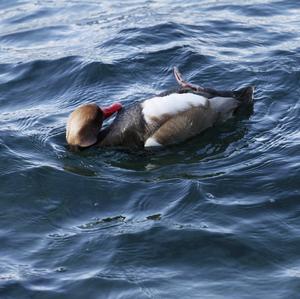 Red-crested Pochard