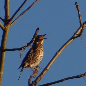 Song Thrush