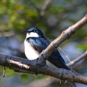 Tree Swallow