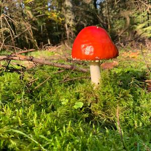 Fly Agaric