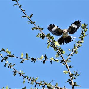 Northern Mockingbird