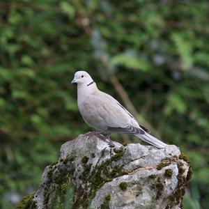 Eurasian Collared-dove