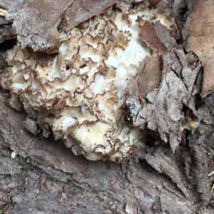 Eastern Cauliflower Mushroom