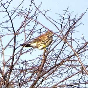 Common Kestrel