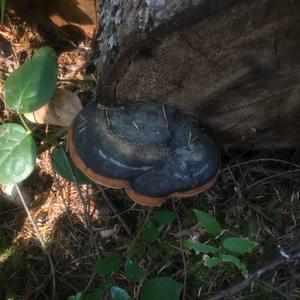 Red-belted Polypore